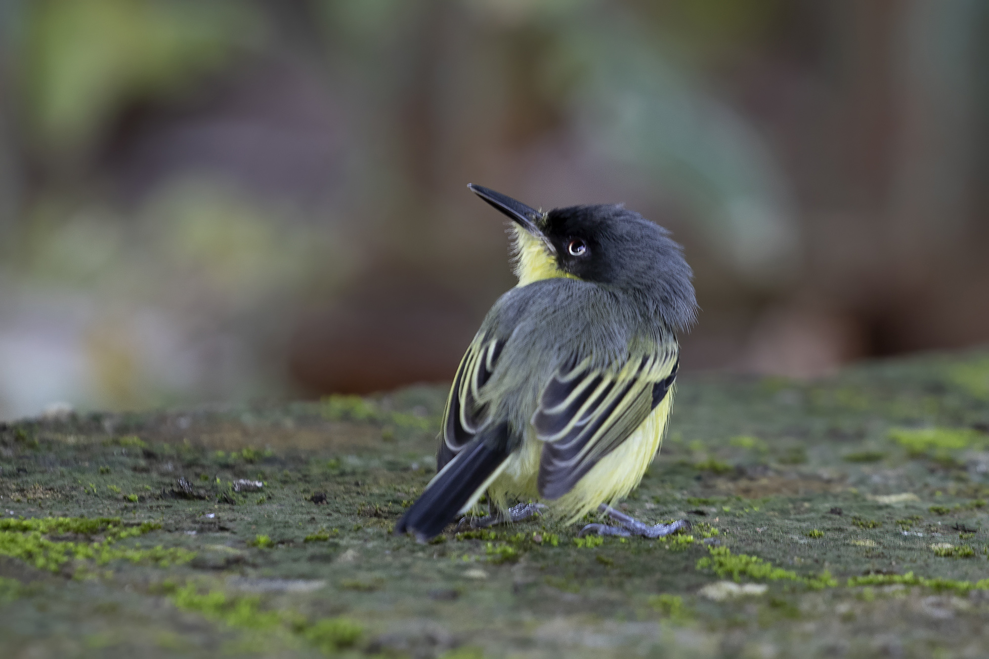 Acadian Flycatcher